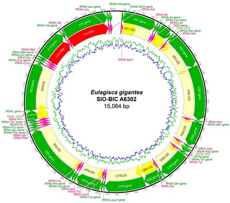Phylogenetics of Lepidonotopodini (Macellicephalinae, Polynoidae ...