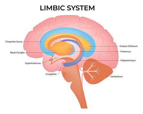 Image result for Limbic System Function Animation