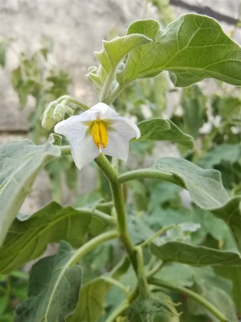 Bildet : blomst hvit, gul, knopp, petals, blader, blomstrende plante, grønnsak, grønn, anlegg ...