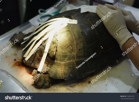 Image result for How to Fix a Turtle Shell