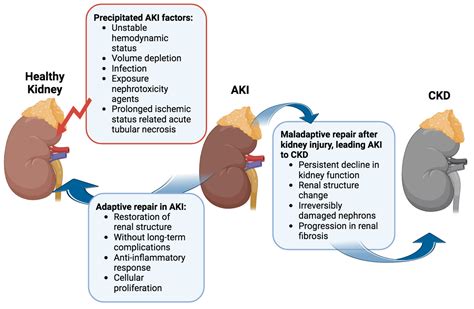 Mitochondrial Signaling, the Mechanisms of AKI-to-CKD Transition and ...