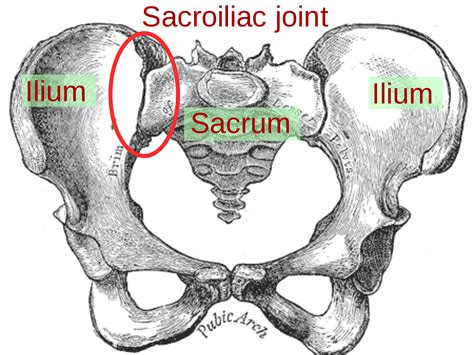 Sacroiliac SI Joint: Dysfunction, Pain, Treatment, and Therapy