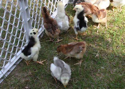 Java breeders: Mottled Java Chicks