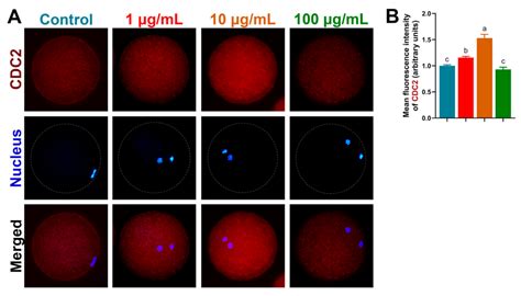 Tannin Supplementation Improves Oocyte Cytoplasmic Maturation and ...