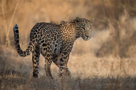 Gir Jungle Safari Booking,Gir Online Permit Booking , Gir Hotels Book