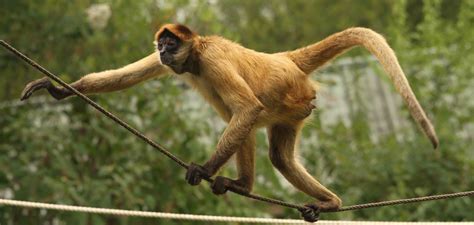 terra-black-handed-spider-monkey - Arkansas Zoological Foundation