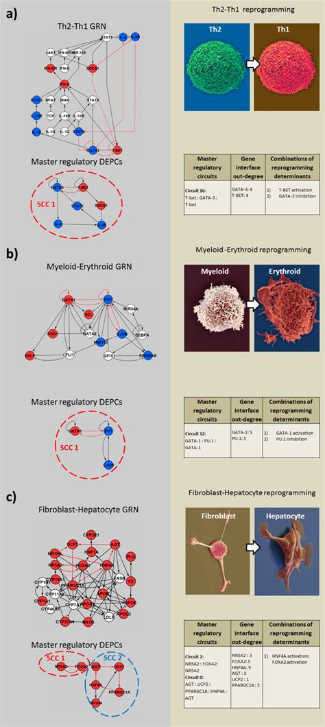Image result for Cellular Reprogramming