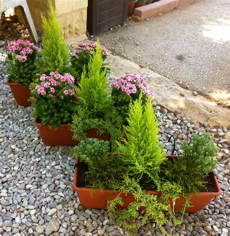 Evergreen Container Plants for Autumn - Container Gardening Ideas