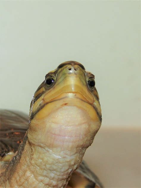 Image result for malayan box turtle setup