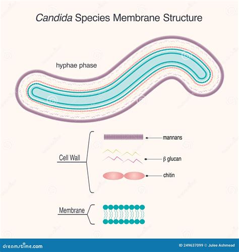 Candida Species Membrane Structure Stock Vector - Illustration of strain, biology: 249637099