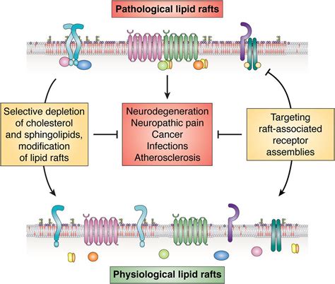 Lipid rafts as a therapeutic target - Journal of Lipid Research