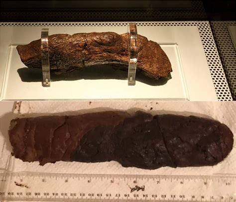 Largest Poop Record 的图像结果