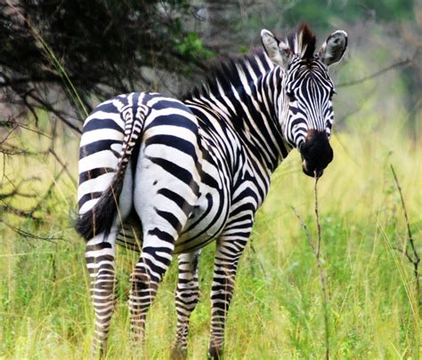 Image result for Zebra Programming Language Applications