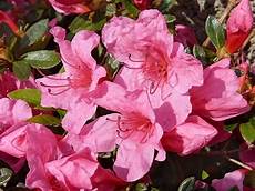 fiori azalee azalea piante da giardino arredare casa e giardino con fiori azalee azalea piante da giardino arredare casa e giardino con
