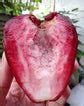Dalhari Chamba Live plant (Syzygium Samarangense) – veliyathgardens