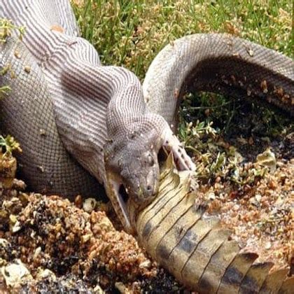 Python Snake Swallow 的图像结果