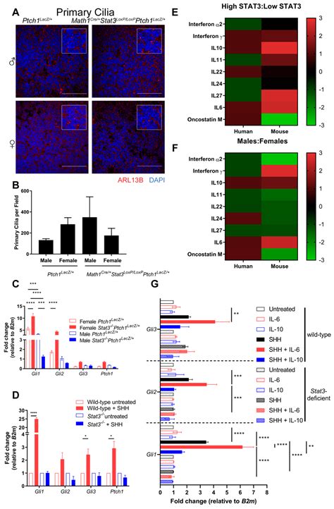 A Sexually Dimorphic Role for STAT3 in Sonic Hedgehog Medulloblastoma