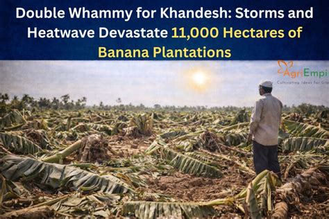Agriempire - Double Whammy for Khandesh: Storms and Heatwave Devastate ...