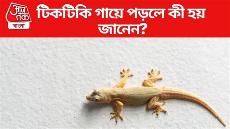 Lizard Falling: গায়ের ওপর আচমকা টিকটিকির লাফ? জানুন এটা কীসের ইঙ্গিত ...