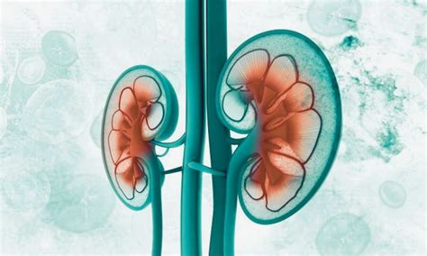 Abelacimab Cuts Bleeding Risk in AF Patients Regardless of Kidney ...