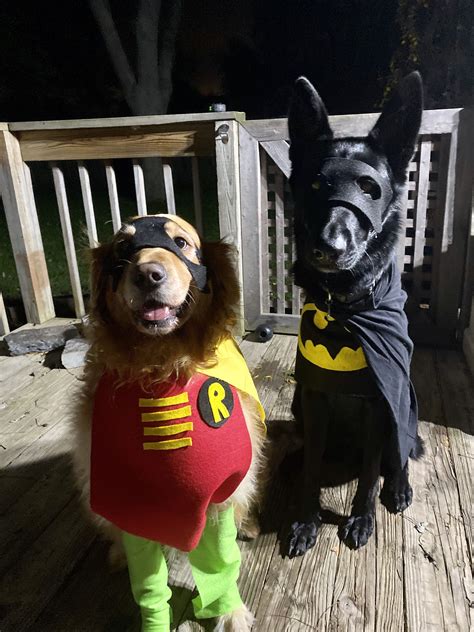 Batman and Robin costume | Pet halloween costumes, Cute dog halloween ...