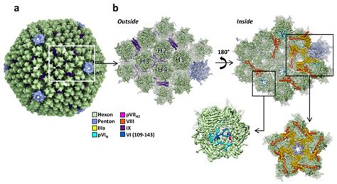 IJMS | Special Issue : Adenovirus: Enduring Toolbox for Basic and ...