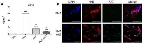 Investigating the Link between Alpha-1 Antitrypsin and Human Neutrophil ...
