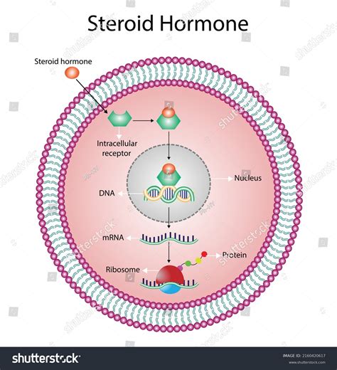 Mechanism Of Steroid Hormone Action