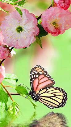 Free Butterfly Wallpaper For Android by Butterfly Wallpaper For Android Pixelstalk Net Free Butterfly Wallpaper For Android