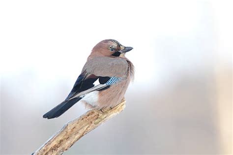 Image result for Java Jaybird Connection