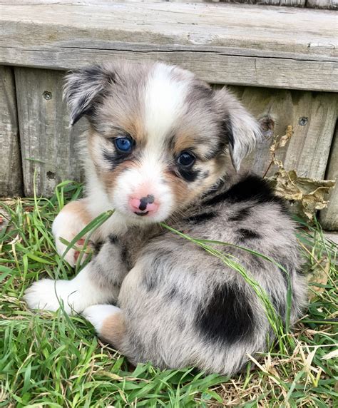 Miniature Australian Shepherd Puppies For Sale | Stephenville, TX #192355