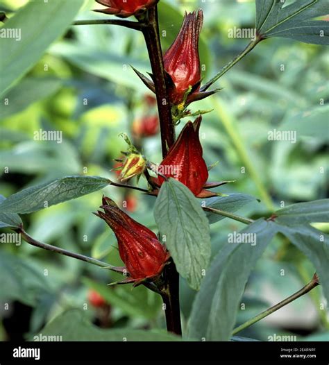 Roselle hibiscus sabdariffa plants hi-res stock photography and images ...