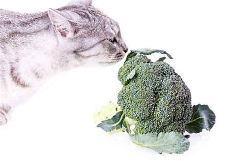Can Cats Eat Broccoli? 5 Top Benefits Revealed!