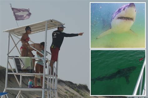 2018 Wellfleet shark death subject of new HBO doc, 'After The Bite'