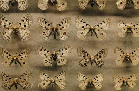 Image result for Moth Identifier