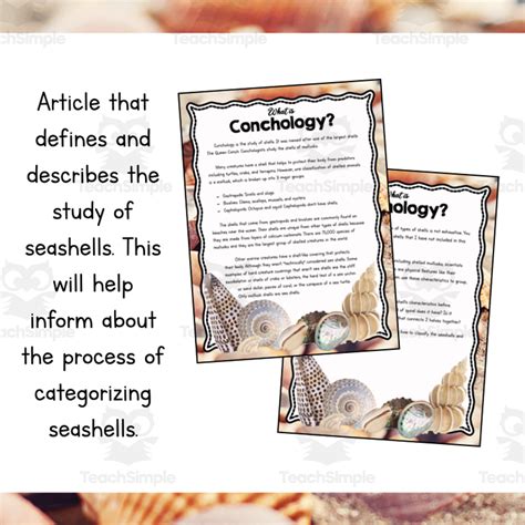 Seashell Sorting Activity 的图像结果