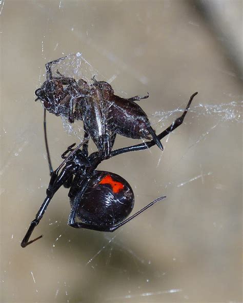 Western Black Widow (𝘓𝘢𝘵𝘳𝘰𝘥𝘦𝘤𝘵𝘶𝘴 𝘩𝘦𝘴𝘱𝘦𝘳𝘶𝘴) Subduing Cricket | Arachnoboards