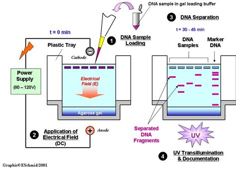 Biotechnology Projects 的图像结果