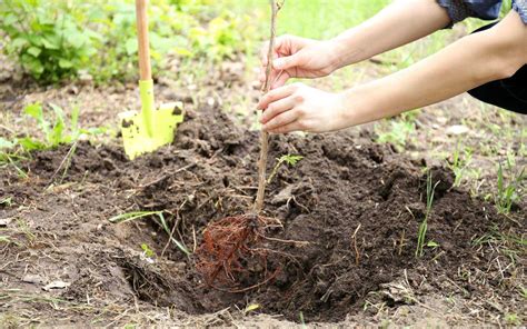 Image result for Proper Tree-Planting