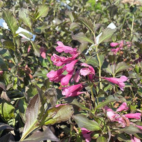 Dark Horse Weigela | Weigela florida - Shopic