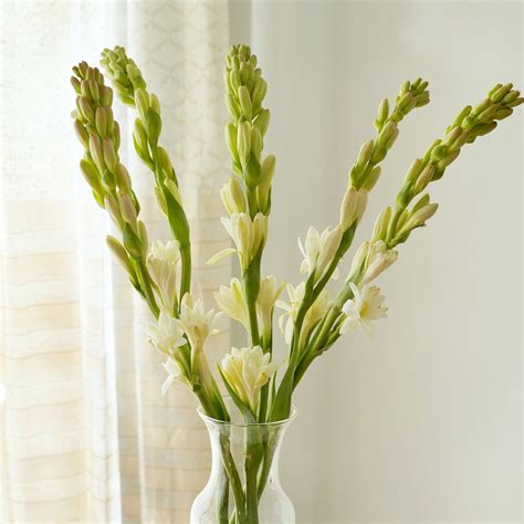 Tuberose - 10 Stems – Shades of Spring