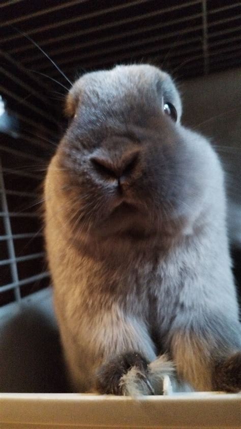just a lil bun enjoying his treat : r/Rabbits