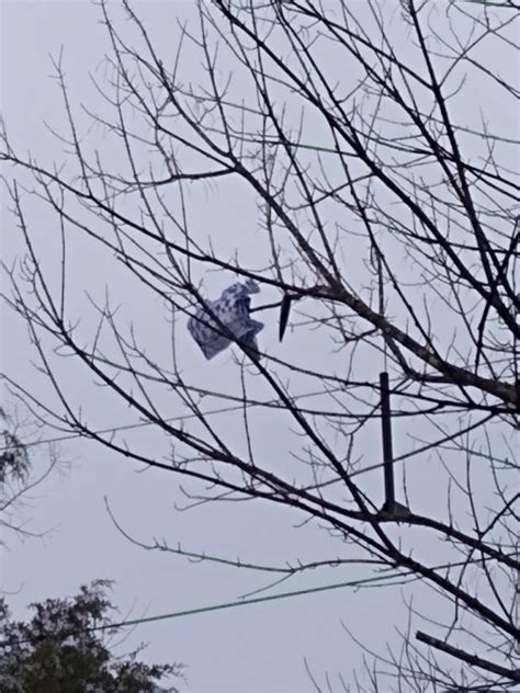 Image result for First Model Rocket