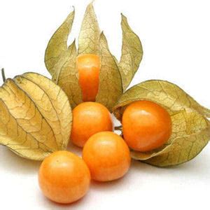 Buy Cape Gooseberry, Rasbhari - Fruit Seeds online from Nurserylive at ...