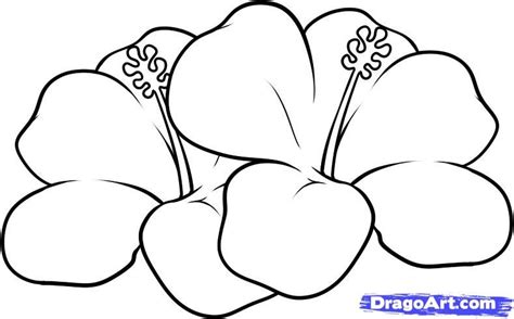 Resultado de imagem para flower drawing Hawaiian Flower Drawing, Easy ...