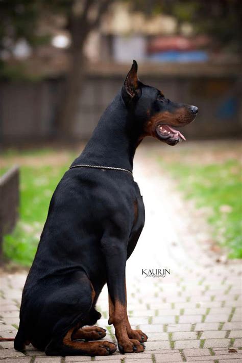 Doberman Scary 的图像结果