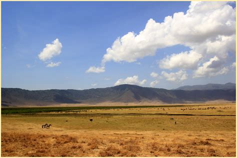 Temperate Grasslands African Grasslands