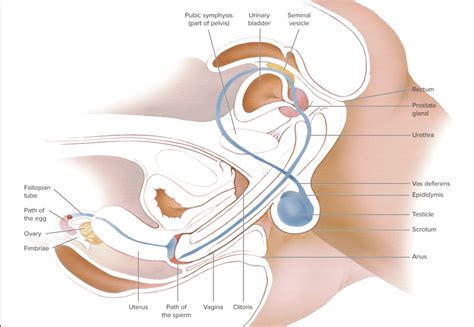 Sexual intercourse - Wikipedia