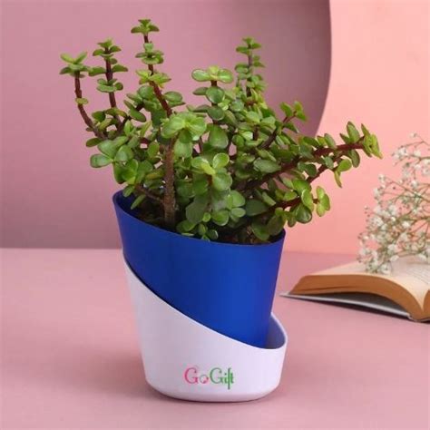 Buy Jade Plant With Self Watering Pot - Plant Online at Best Price | Od