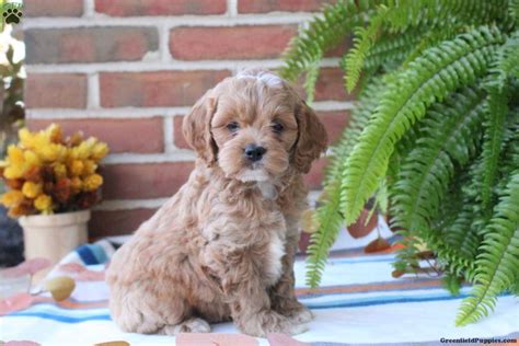 Image result for Cockapoo Training Bells